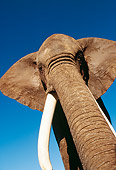 ELE 01 RK0014 02
African Elephant Againsts Blue Sky
