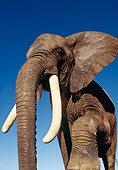 ELE 01 RK0014 04
African Elephant Againsts Blue Sky