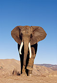 ELE 01 RK0017 09
Elephant Walking Towards Camera On Dirt Blue Sky
