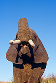 ELE 01 RK0018 01
Head Shot Of Elephant With Trunk Up Showing Tongue Blue Sky