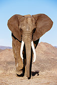 ELE 01 RK0019 01
African Elephant Walking On Dirt