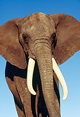 ELE 01 RK0021 06
Close Up Of Elephant Standing Facing Camera Blue Sky