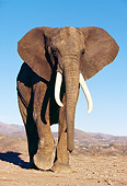 ELE 01 RK0023 19
Elephant Walking Towards Camera On Dirt Blue Sky
