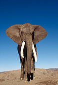 ELE 01 RK0024 08
African Elephant Walking On Dirt