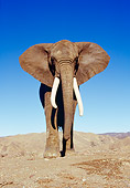 ELE 01 RK0024 14
African Elephant Walking On Dirt