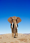 ELE 01 RK0024 24
African Elephant Walking On Dirt