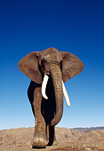 ELE 01 RK0024 32
African Elephant Walking On Dirt