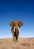 ELE 01 RK0024 43
African Elephant Walking On Dirt