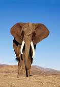 ELE 01 RK0025 37
Elephant.