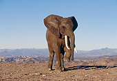 ELE 01 RK0035 02
Elephant.