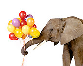 ELE 01 RK0073 04
Elephant Holding Balloons In Trunk White Seamless