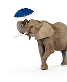 ELE 01 RK0075 02
Elephant Holding Umbrella With Trunk On White Seamless