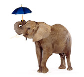 ELE 01 RK0075 08
Elephant Holding Umbrella With Trunk On White Seamless