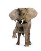 ELE 01 RK0083 16
Elephant Facing Camera On White Seamless