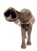 ELE 01 RK0085 03
Wide Angle Shot Of Elephant With Trunk At Camera On White Seamless
