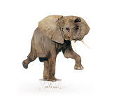ELE 01 RK0098 04
Elephant On Stand With One Foot White Seamless