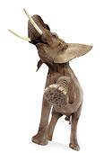 ELE 01 RK0108 01
Low Wide Angle Of Elephant One Leg Up White Seamless Background
