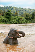 ELE 01 WF0001 01
Asian Elephant Bathing In Water