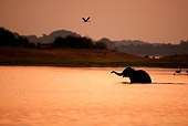 ELE 01 WF0003 01
Silhouette Of Asian Elephant Walking Across Lake At Sunset
