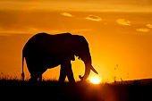 ELE 01 JZ0001 01
Elephant Walking On Savanna At Sunrise Kenya