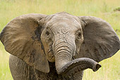 ELE 01 NE0003 01
Juvenile African Elephant With Trunk Raised On Savanna Kenya Head Shot