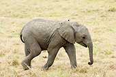 ELE 01 NE0004 01
African Elephant Calf Walking On Savanna Kenya