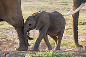 ELE 01 NE0008 01
African Elephant Calf Walking Near Adults On Savanna Kenya