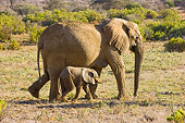 ELE 01 NE0011 01
African Elephant Mother And Calf Walking On Savanna Kenya