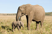 ELE 01 NE0014 01
African Elephant Mother And Calf Standing On Savanna Kenya