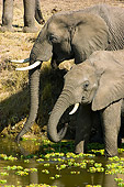 ELE 01 NE0015 01
African Elephant Mother And Calf Wading And Drinking In Watering Hole On Savanna Kenya