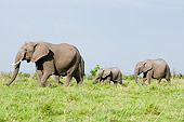 ELE 01 NE0017 01
African Elephant Mother And Two Calves Walking On Savanna Kenya
