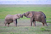 ELE 01 NE0018 01
Two African Elephant Calves Playing On Savanna Kenya