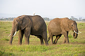 ELE 01 NE0019 01
Two African Elephants Standing On Savanna Kenya