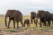 ELE 01 NE0021 01
Herd Of African Elephants Walking On Savanna Kenya