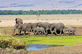 ELE 01 NE0023 01
Herd Of African Elephants Walking By Watering Hole On Savanna Kenya