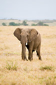 ELE 01 NE0028 01
African Elephant Walking On Savanna Kenya Wide Angle