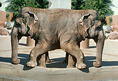 ELE 01 RC0001 01
Humorous Mirror Image Of Elephant