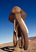 ELE 01 RK0014 05
African Elephant Againsts Blue Sky