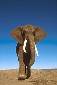 ELE 01 RK0024 31
African Elephant Walking On Dirt