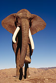 ELE 01 RK0024 34
African Elephant Walking On Dirt