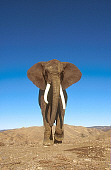ELE 01 RK0024 44
African Elephant Walking On Dirt