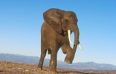 ELE 01 RK0035 05
Elephant.