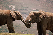 ELE 01 RK0054 01
Two Elephants Playing Locking Trunks