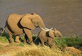 ELE 01 RW0001 01
Mother And Calf African Elephant Kenya