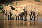 ELE 01 RW0002 01
Two Elephant Cows Standing With Four Calves In Shallow Water Kenya
