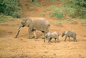 ELE 01 RW0004 01
Mother African Elephant Walking With Two Calves Elephant Mt. Kenya