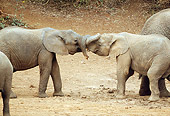 ELE 01 RW0005 01
Two African Elephant Calves Playing Kenya