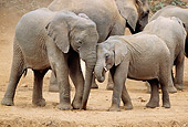 ELE 01 RW0006 01
Two African Elephant Calves Nuzzling Kenya