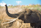ELE 01 RW0007 01
African Elephant With Trunk Raised Head Shot Profile