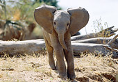 ELE 01 RW0009 01
Juvenile African Elephant Standing On Savanna Near Logs Kenya